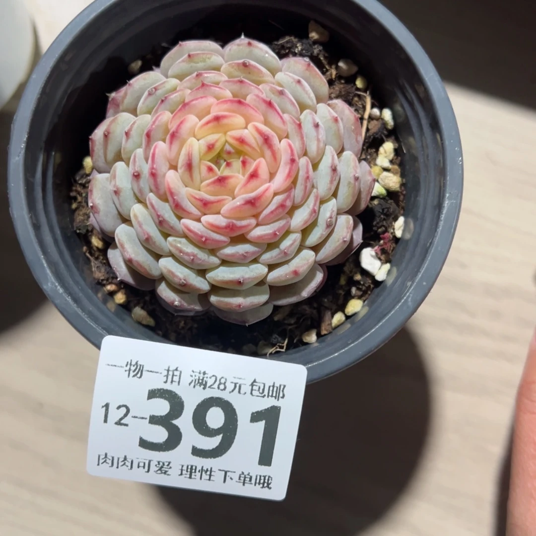 白胖子多肉多肉多肉多