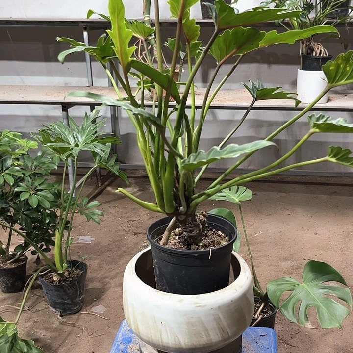 完全开放怪桩小天使一物一拍