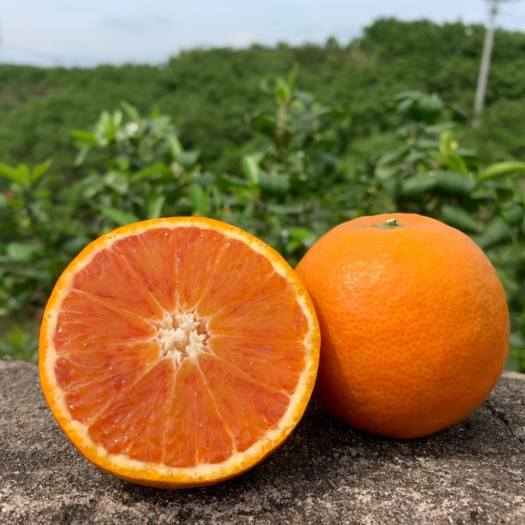 【本季售罄，勿拍】四川当季新鲜水果塔罗科血橙果园直发