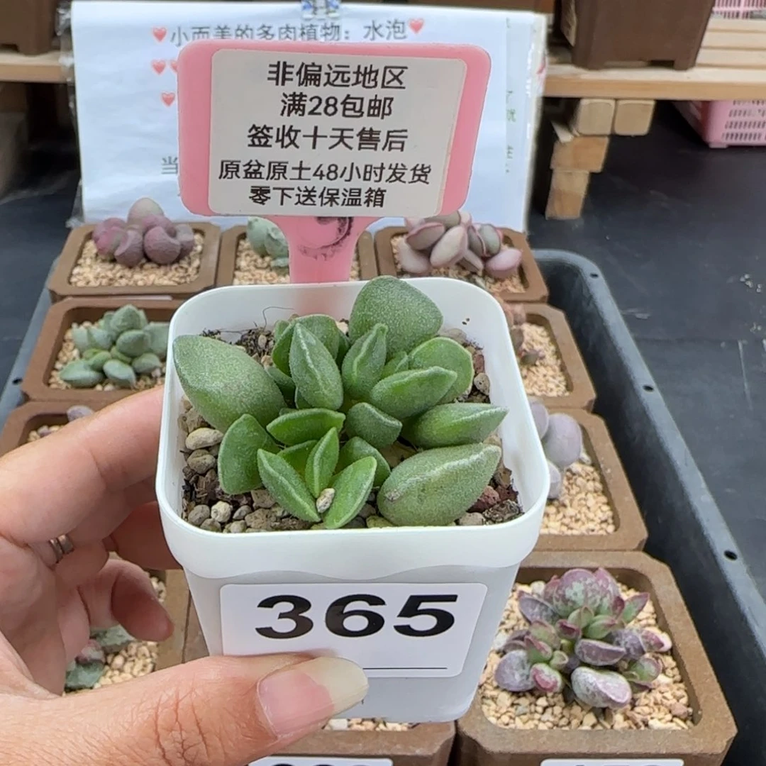 365绿豆糕多肉植物