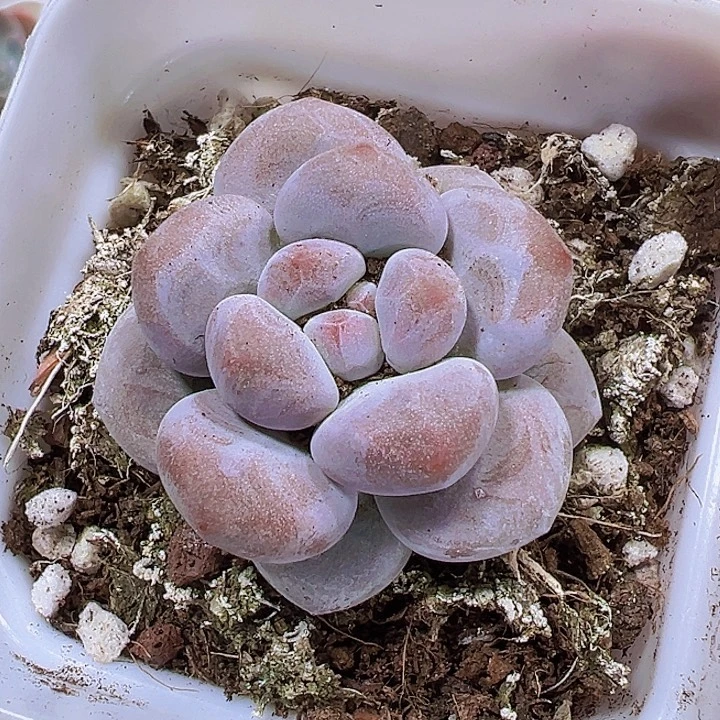 奶橙19包邮多肉植物