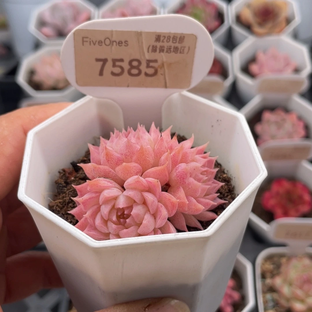 朱砂痣7585-4.5厘米