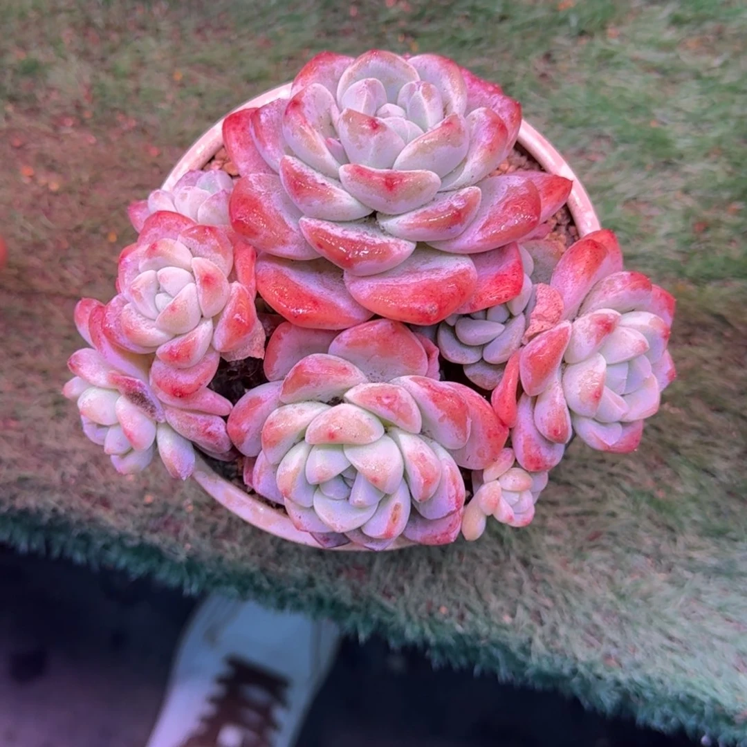 冰玉群生无砍多肉