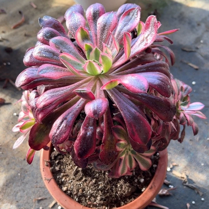 小丽娜28 法师多肉系列