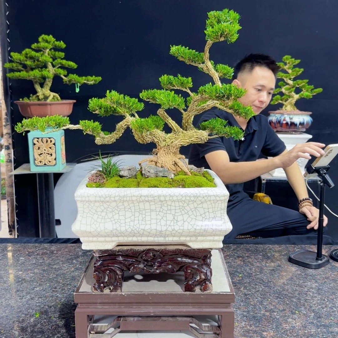 当前无花朵，栽培后可花朵