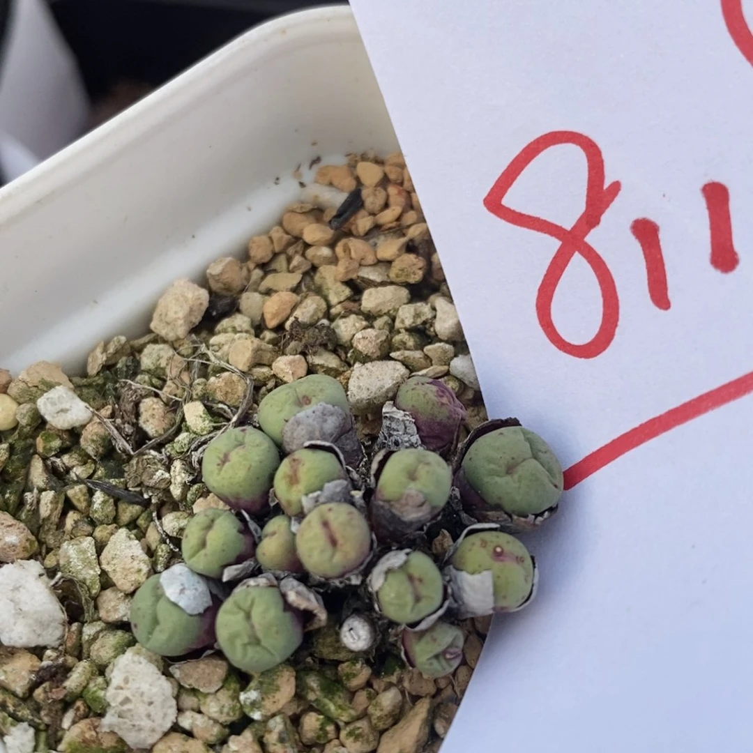 8119一个一个一个