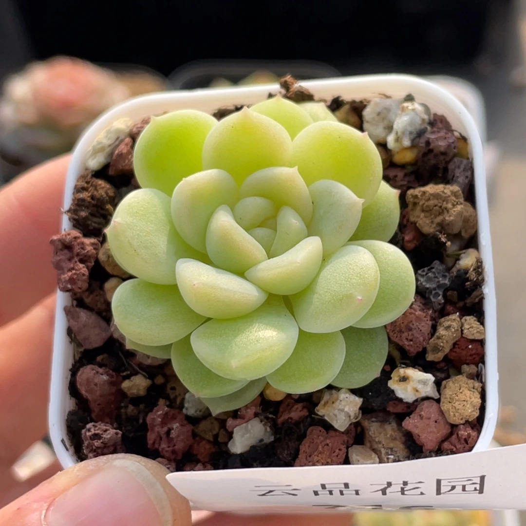716号糖心冰心珍妮 碧玉