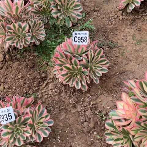 958女巫不包断枝