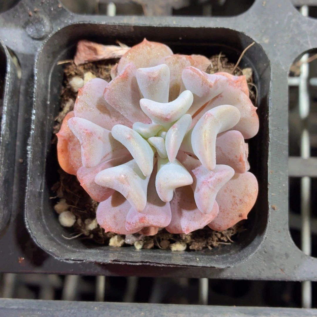 雪精灵多肉9.9包邮发货