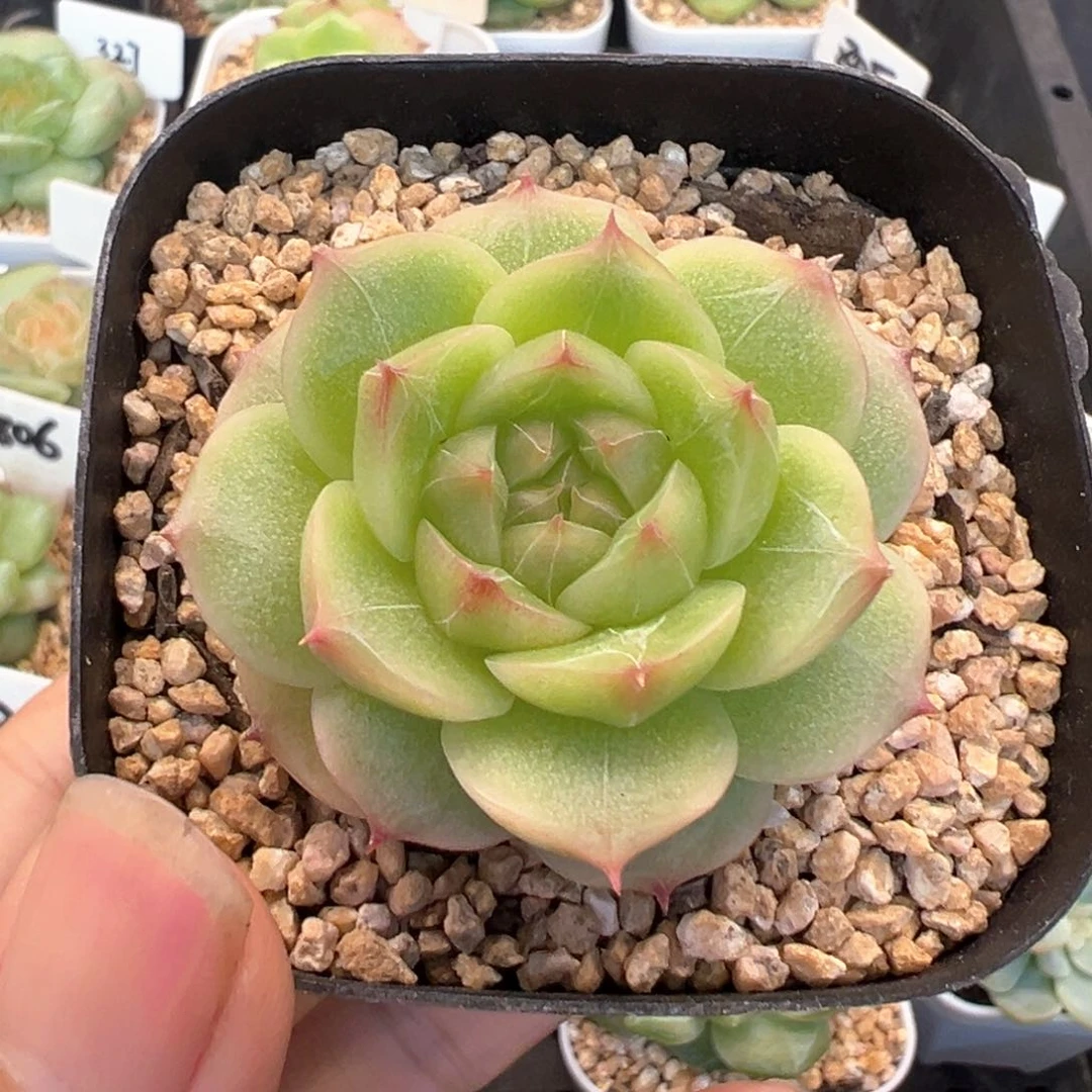 玉辉珍妮随单发一颗