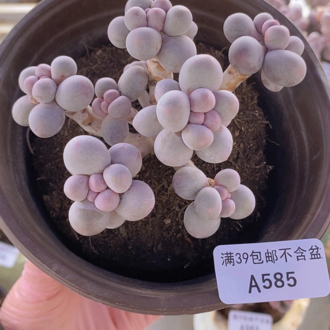 香水手指奶11cm585多肉植物