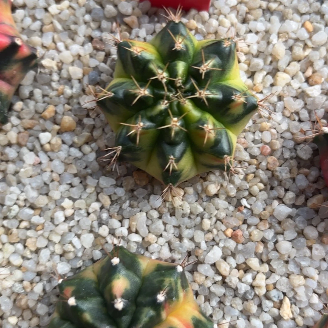 56-1227泰国发货多肉