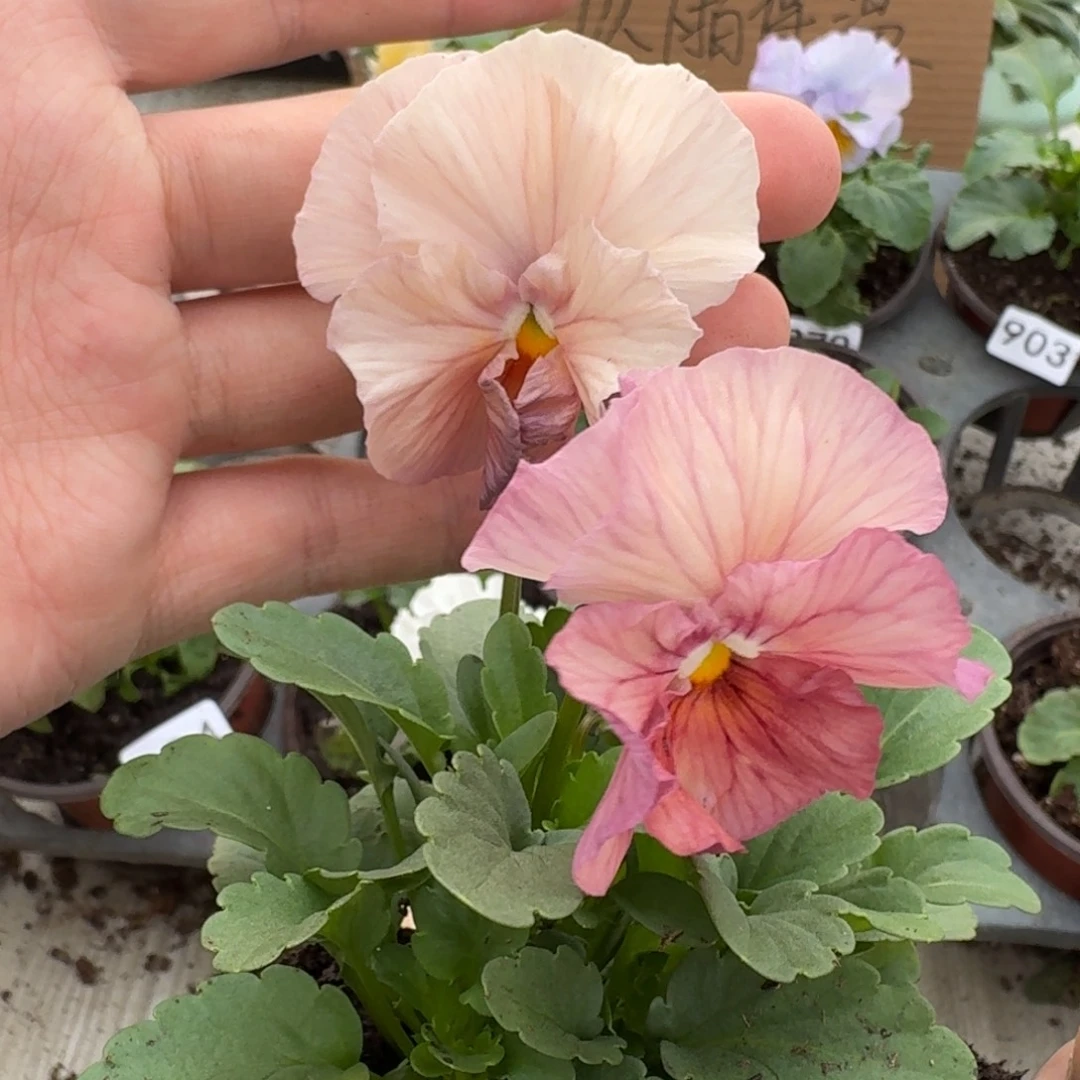 大部分花苞少量开放909