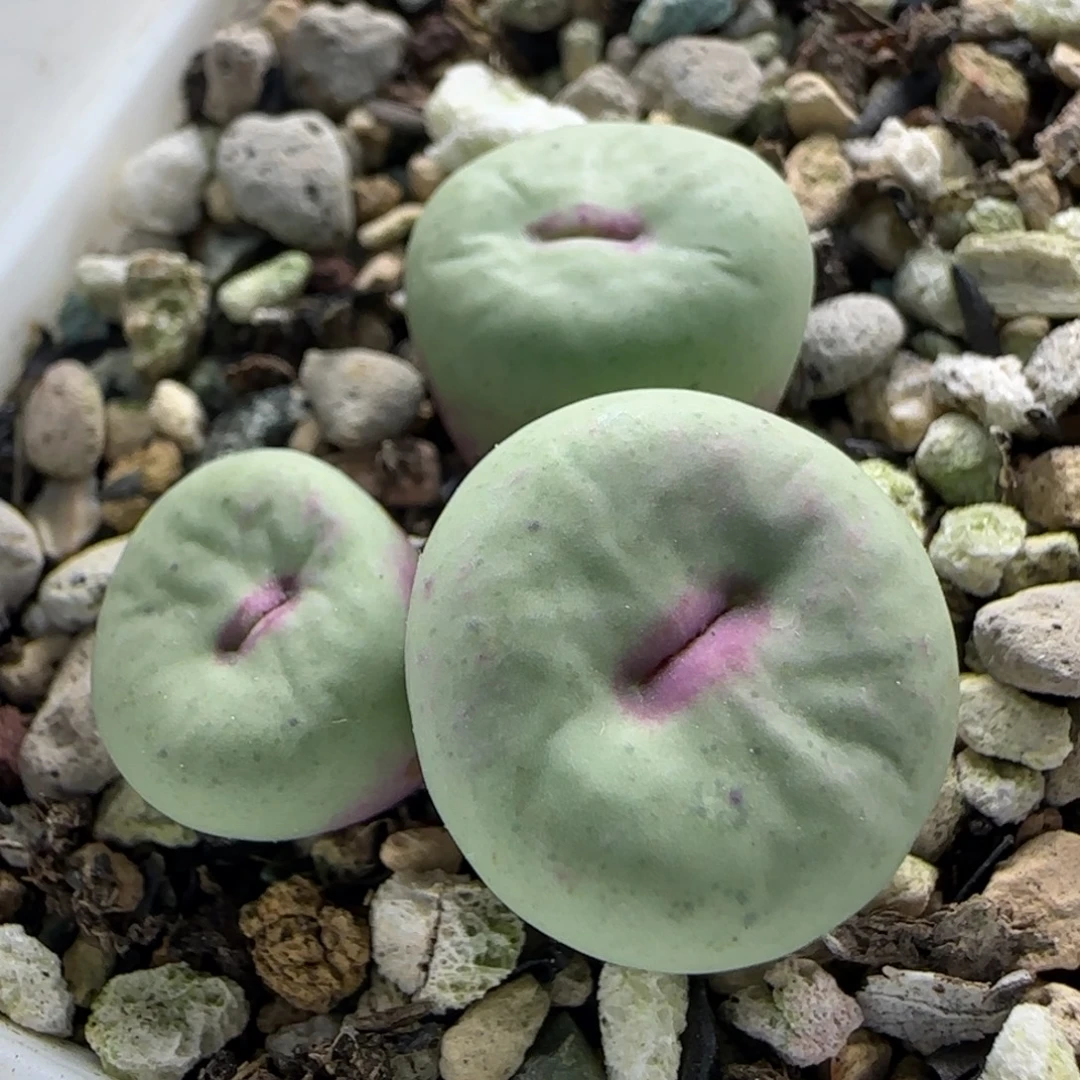 10-15-11-1当天38包邮大型厚嘴1.5cm脱土