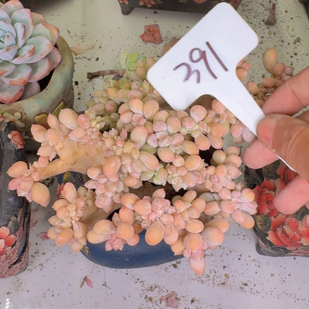 多肉植物的生长发育和生长