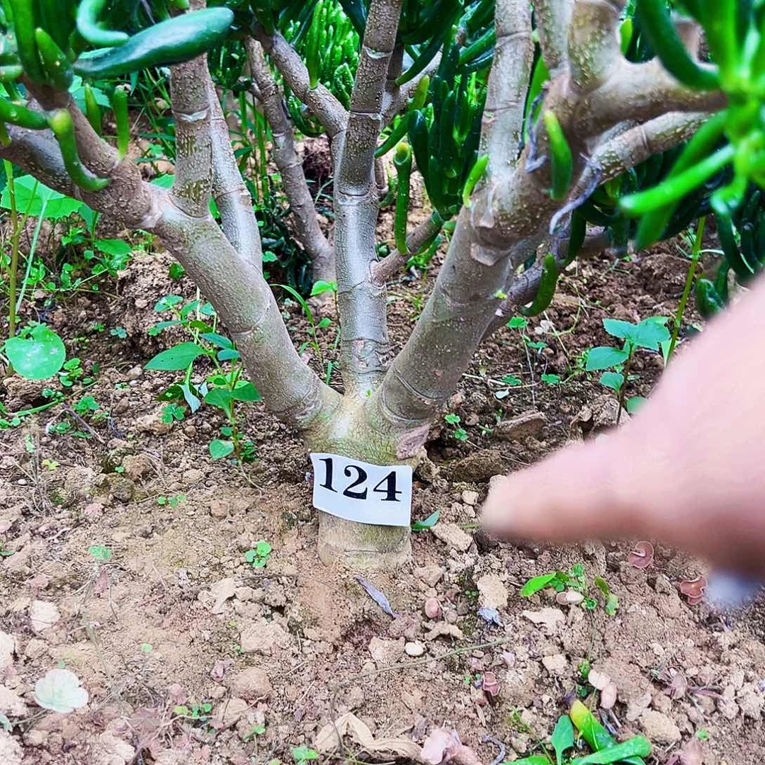 124号吸财树不带盆