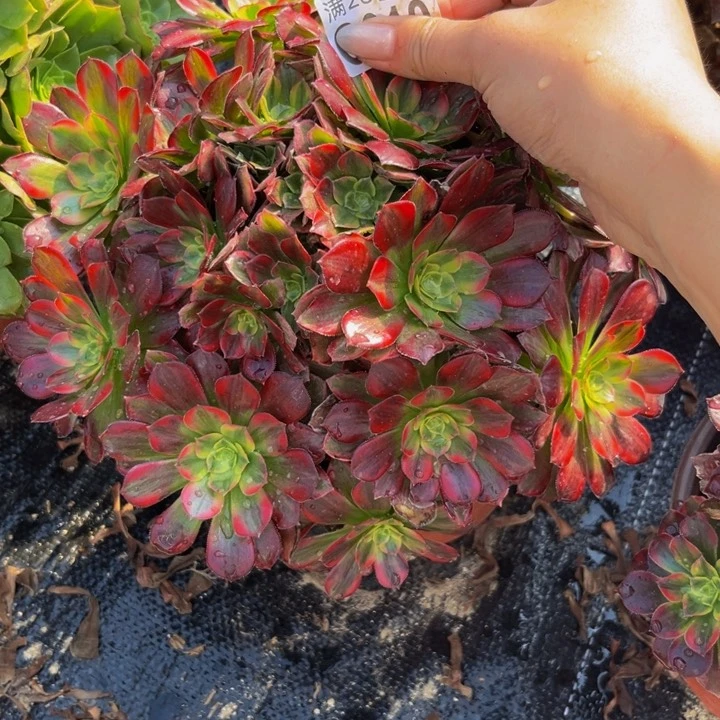 10多肉植物一物一拍