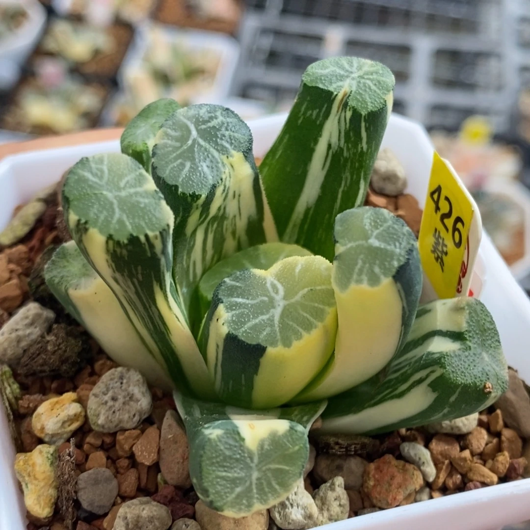 426号白妙万象锦多肉
