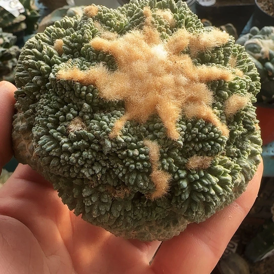 大哥斯拉192刚出根的