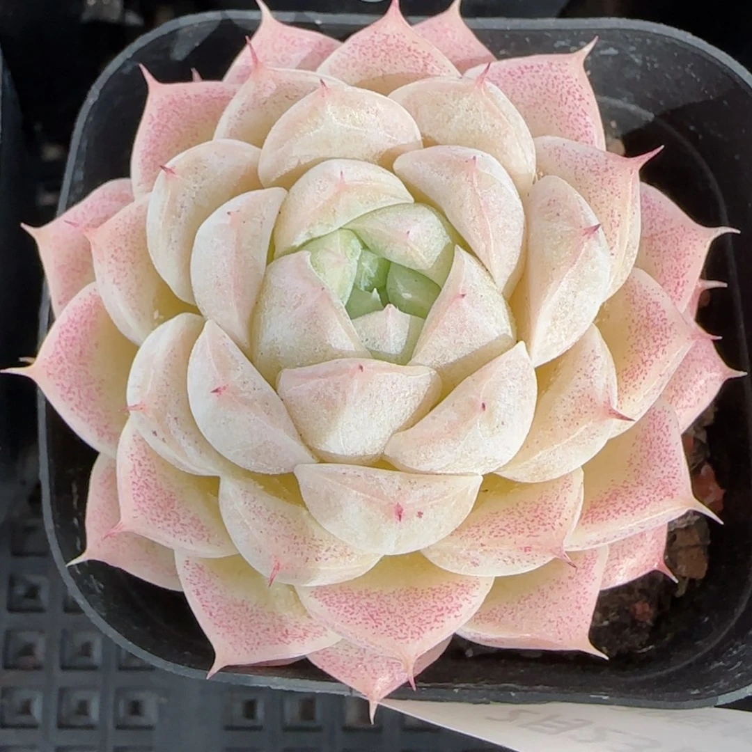 花语逸境0223-179