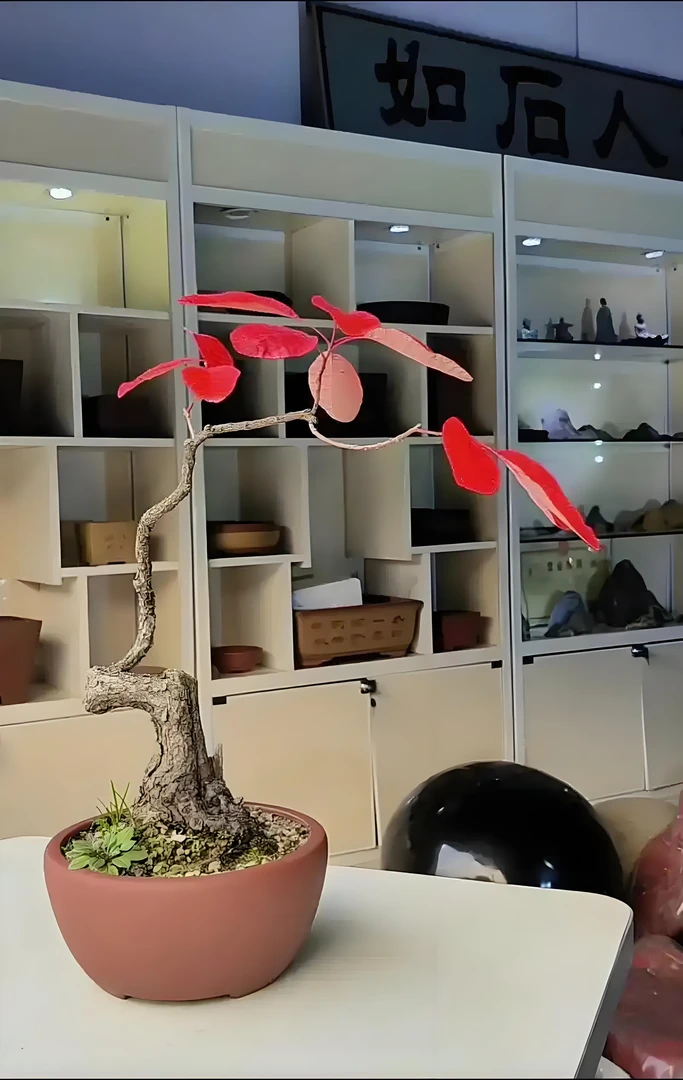 香山红叶黄栌小品（一物一拍，图片仅供参考♥）