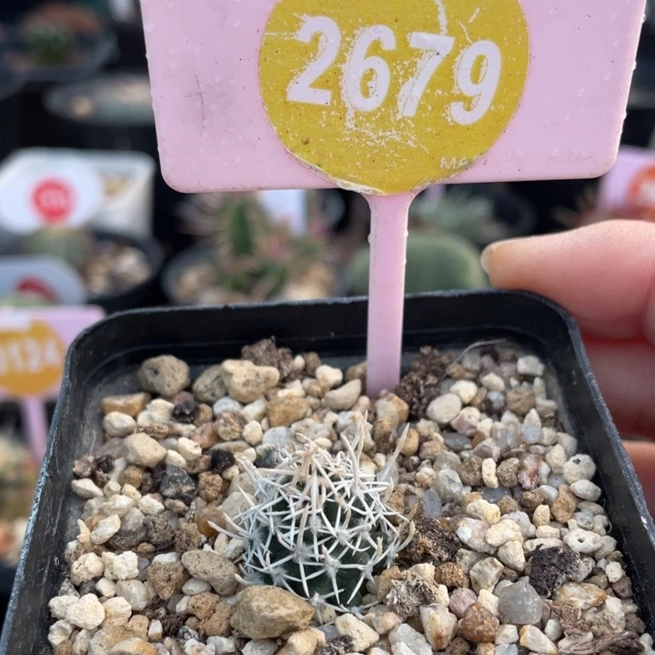 自根飞鸟2679000000