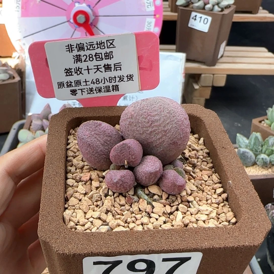 797红烧肉多肉植物