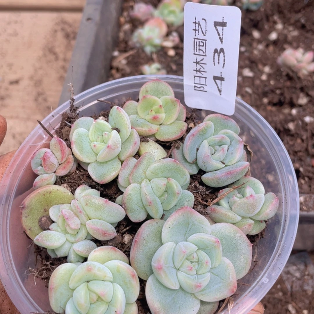 多肉植物多肉植物434