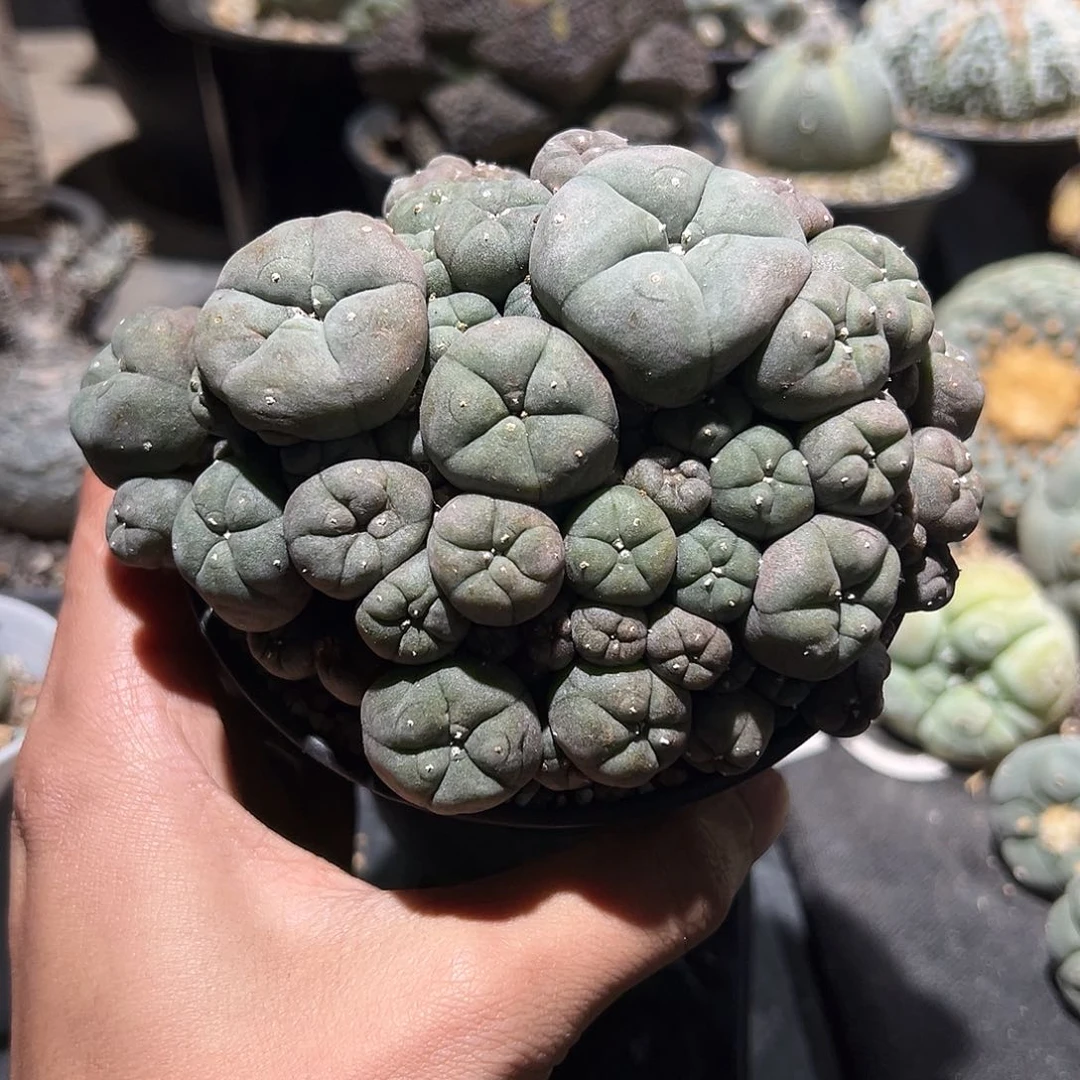 K****g实生子吹乌 仙人球