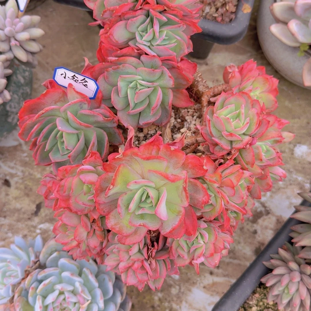 念*小念念绮罗凡艺多肉