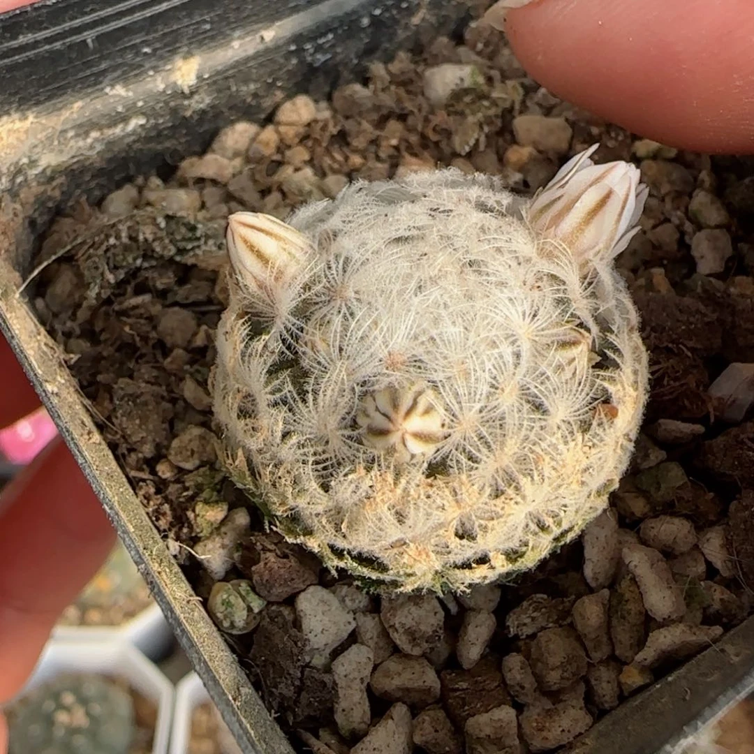 2.6.厘米实生羽姬玉