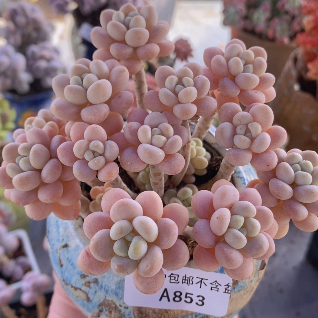 洛可可10cm853多肉植物