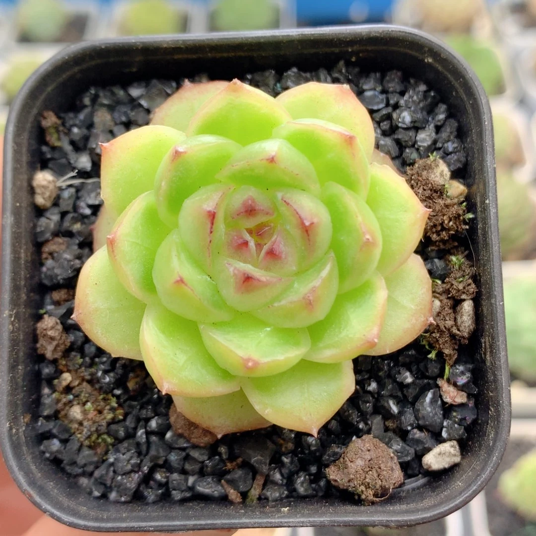 58包邮  群生不包整57