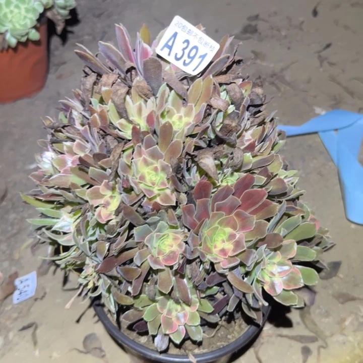 蒙娜丽莎……不包断枝……多肉植物