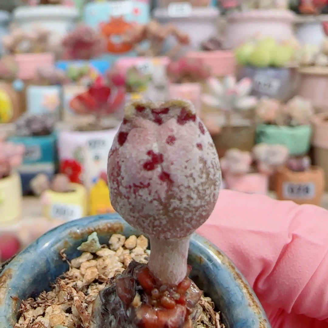 福利猫耳 盆口3cm