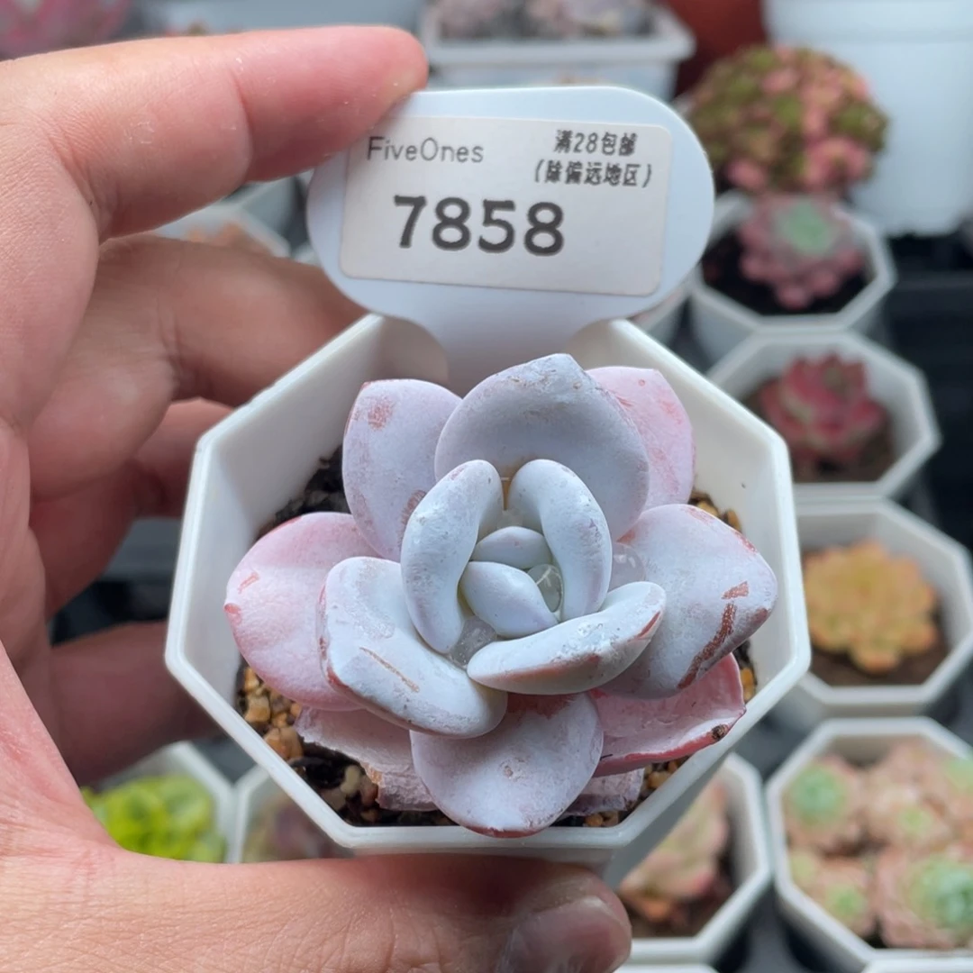 雪莲7858-5.5厘米