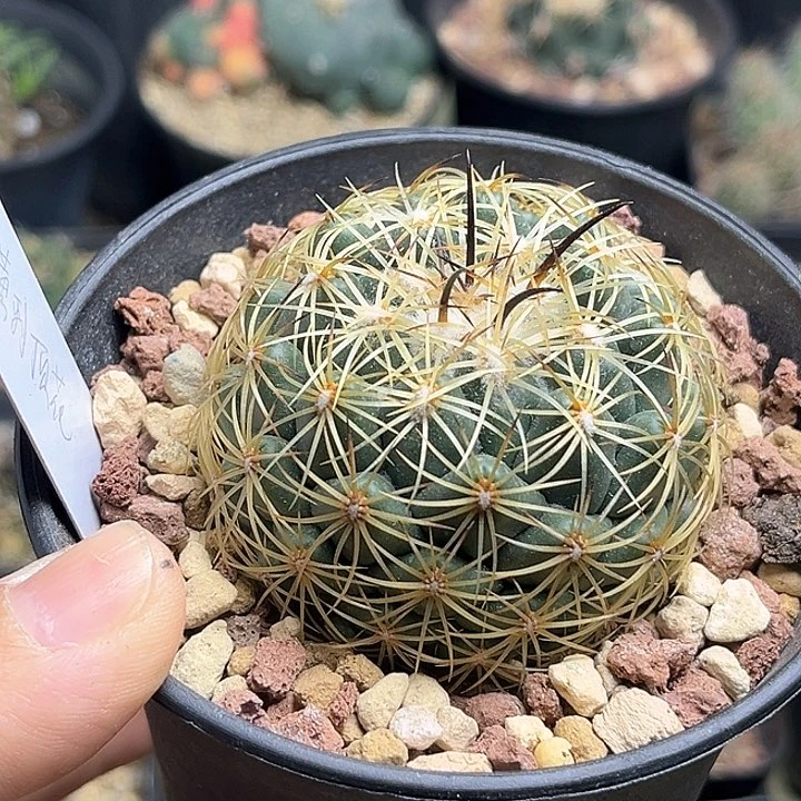 萝刺顶花球实生球一颗