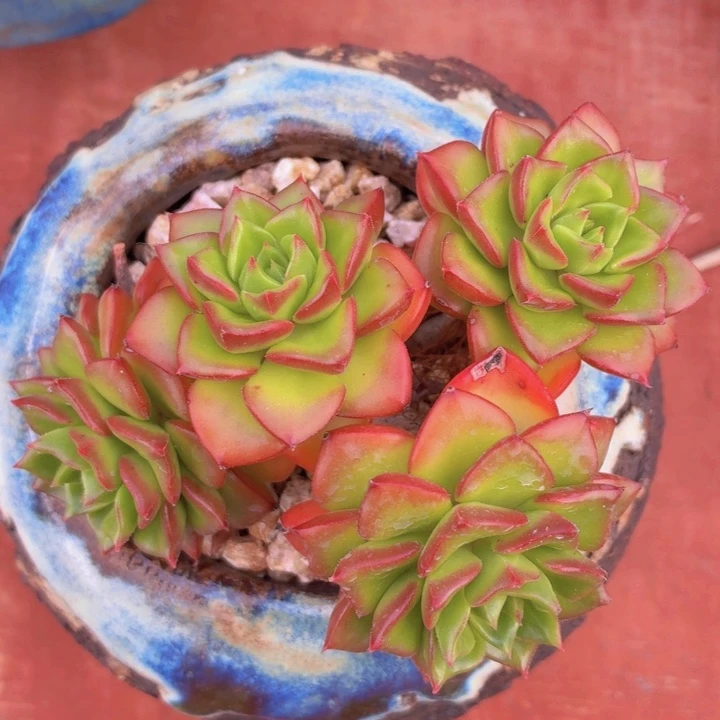 玫瑰型多肉植物蒂亚-4