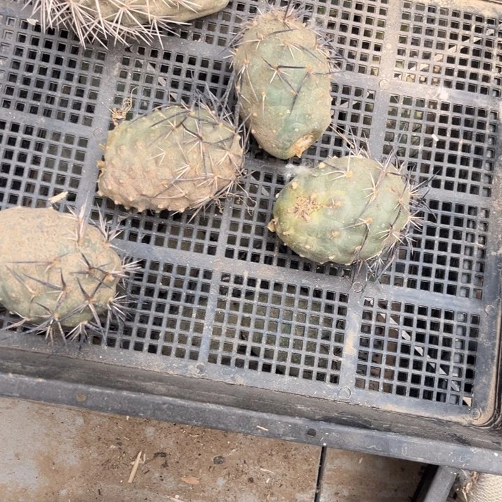 水牛角仙人球开花习志野