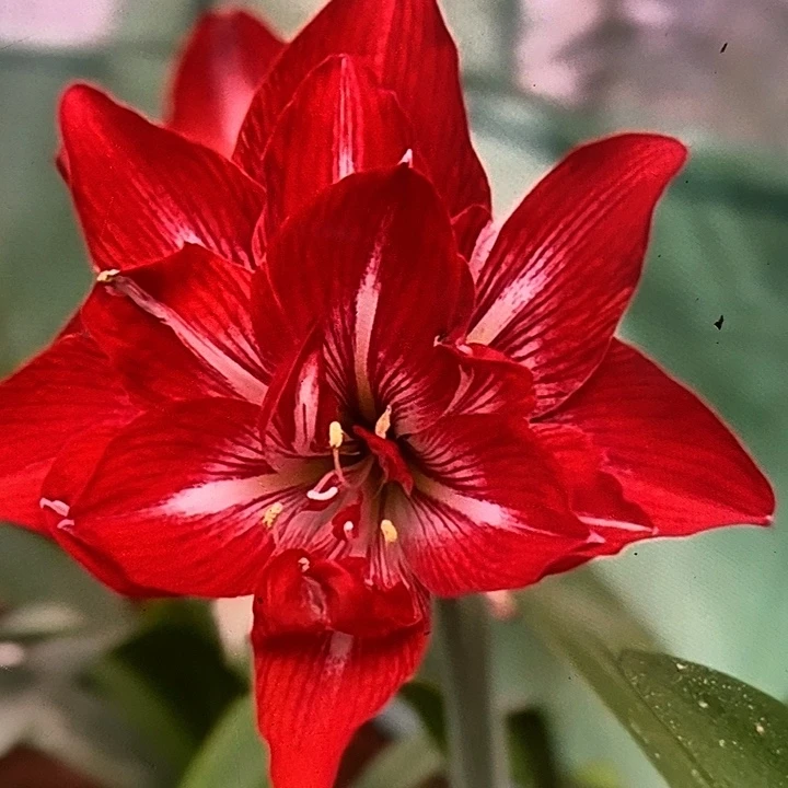 红火齐天5厘米朱顶红