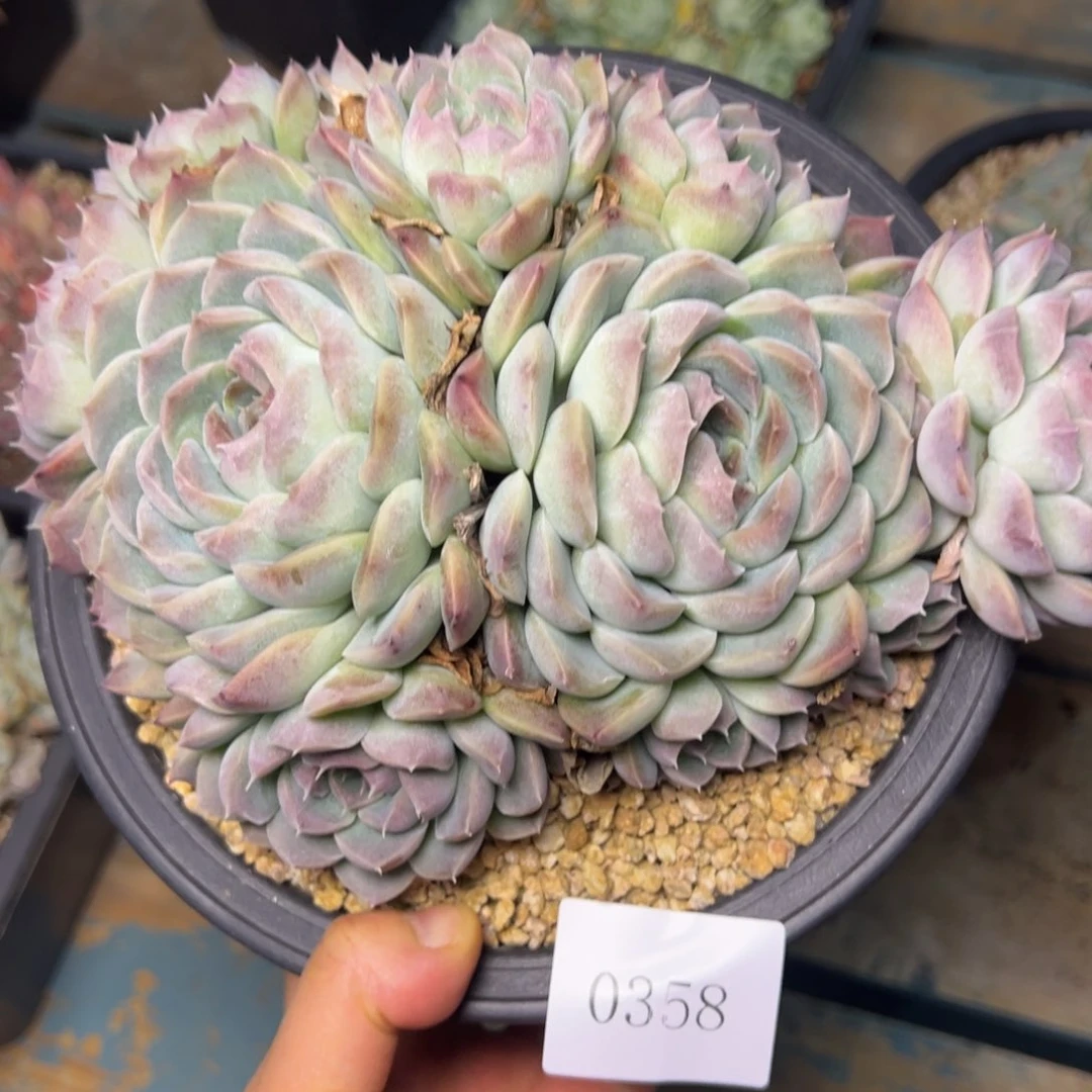 陌**开0358肉多多哦多哦