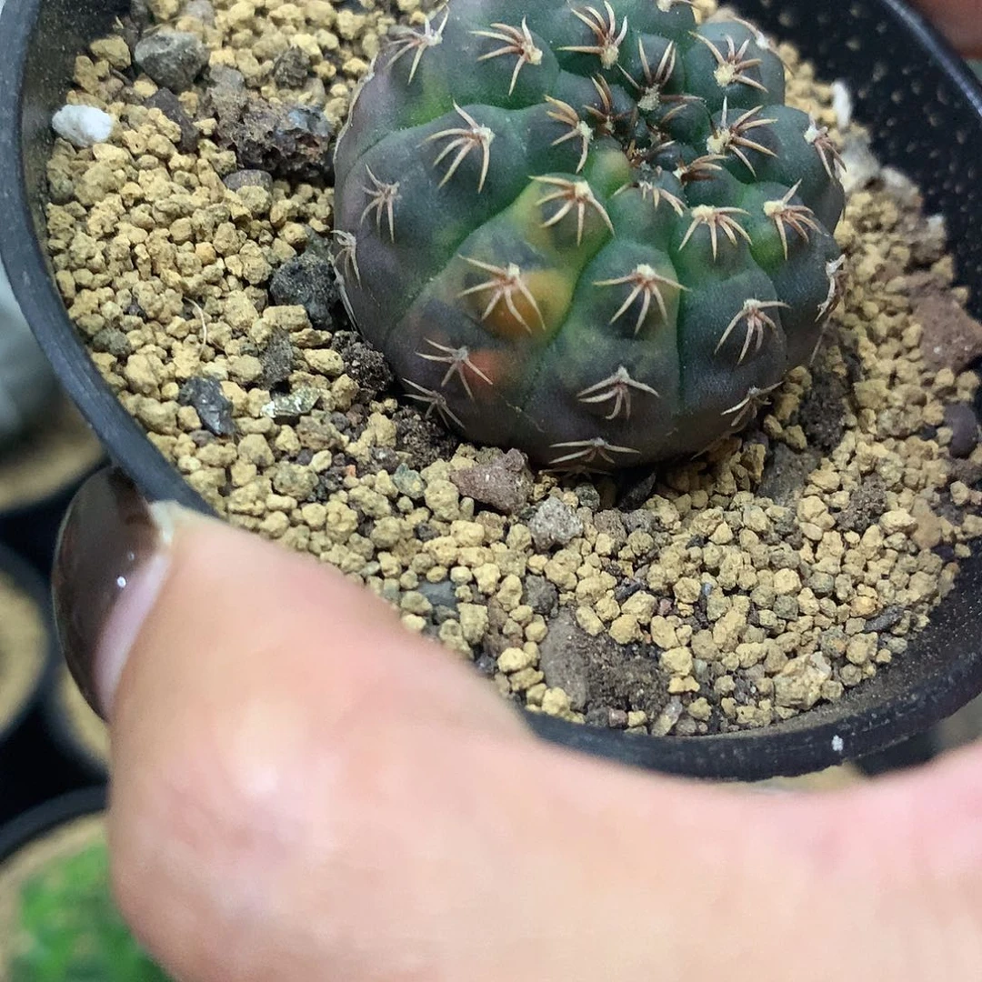 福利实生根瑞昌玉锦