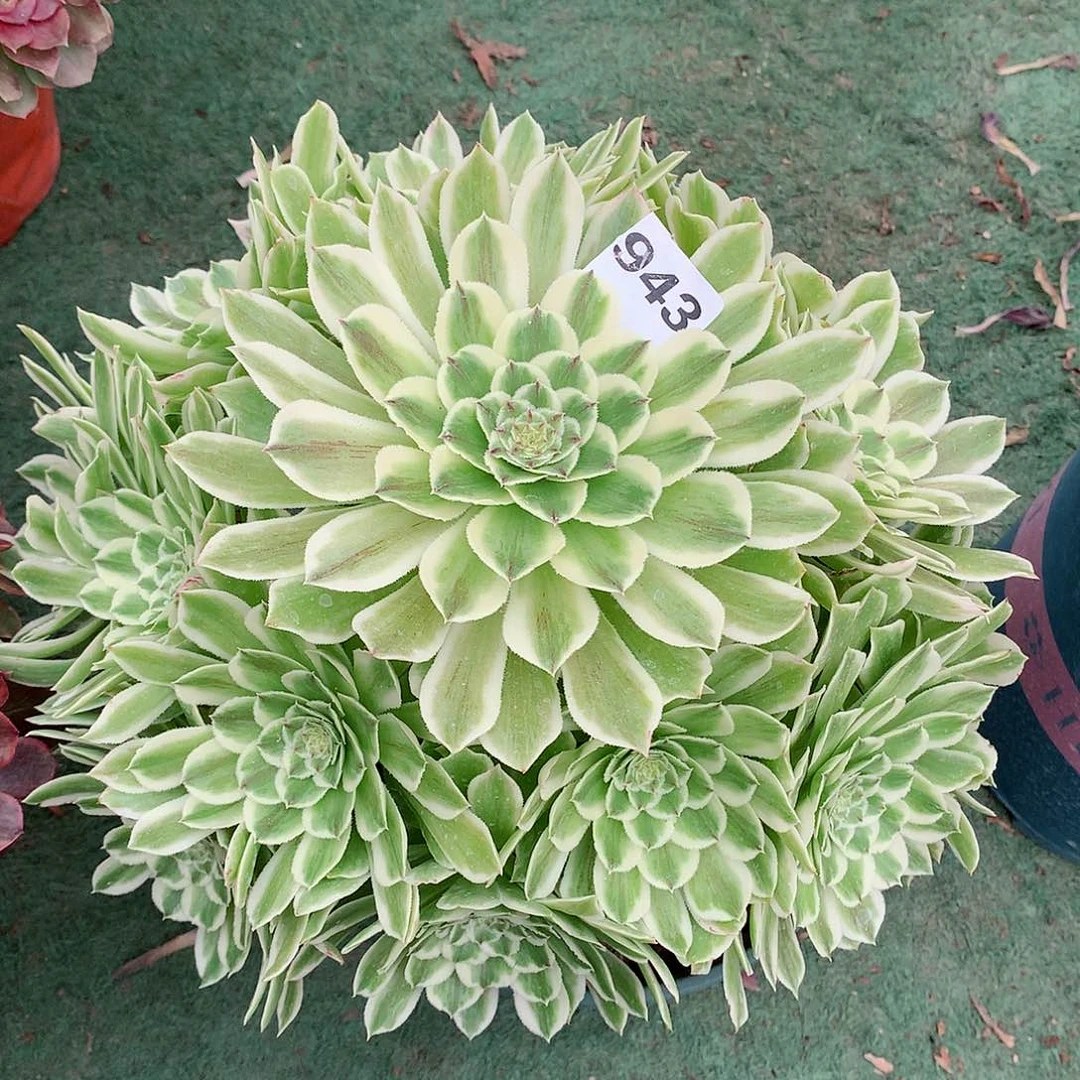 雪*༃943.碧浪多肉植物