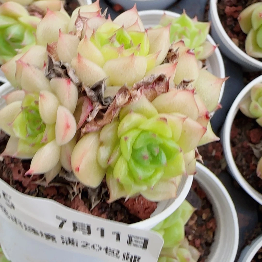 a***a花语逸镜0711 -55散