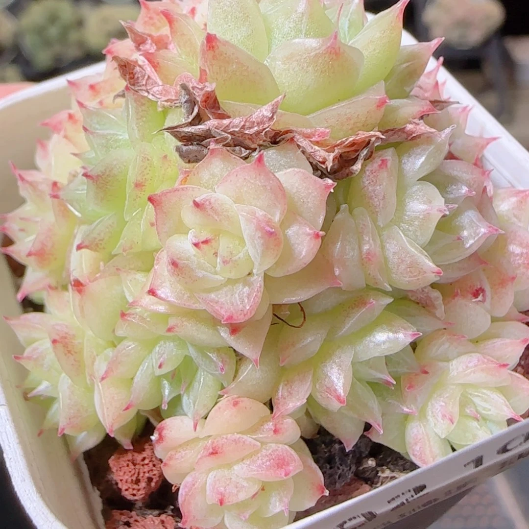 花语逸镜1027-302散