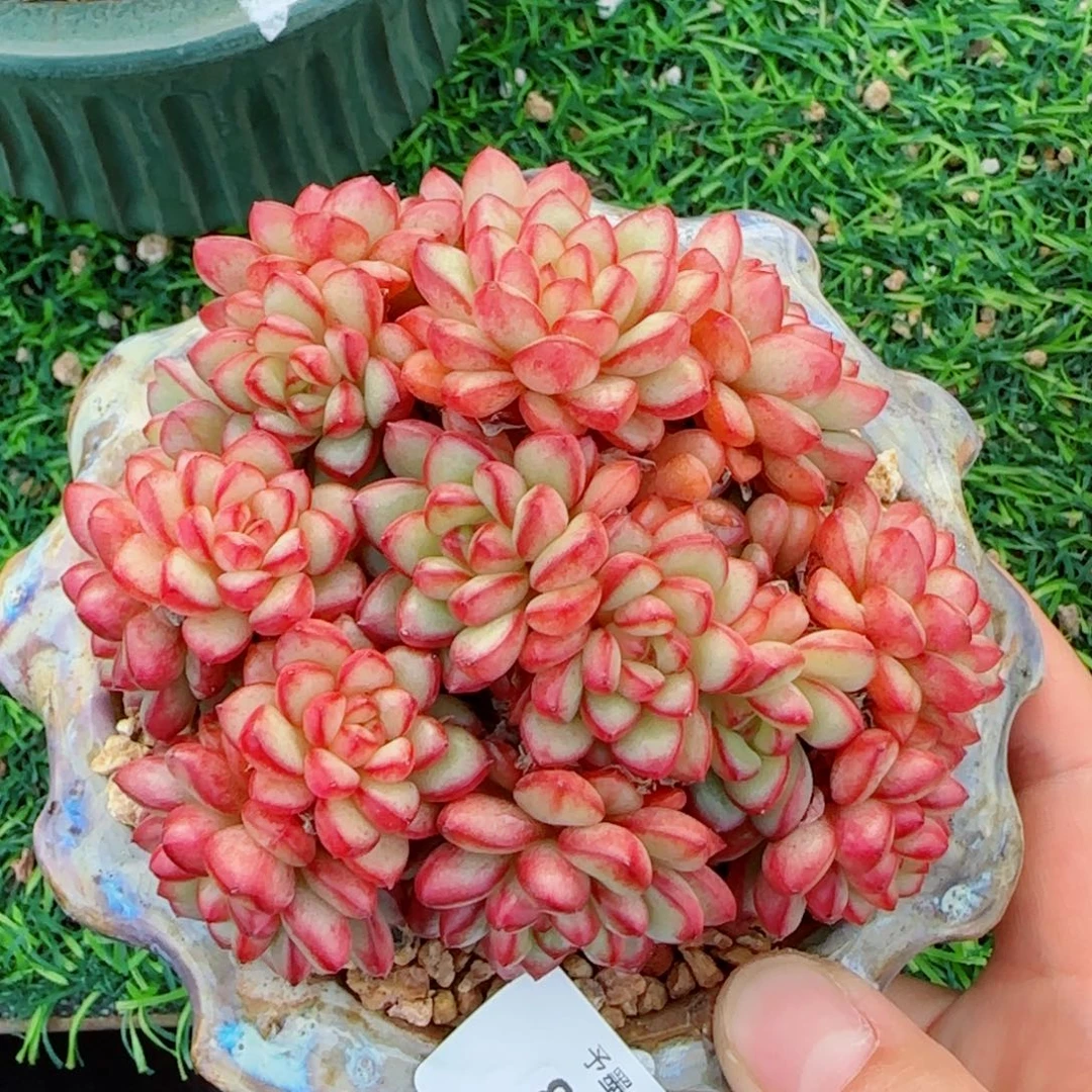 亚当，8259多肉植物