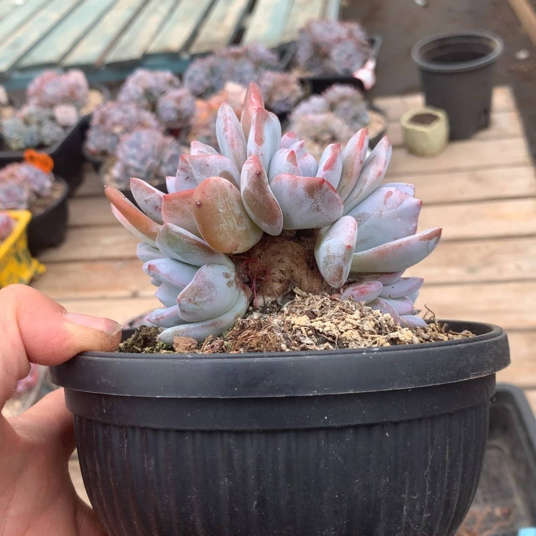 无花朵无砍哈哈哈哈哈哈哈14
