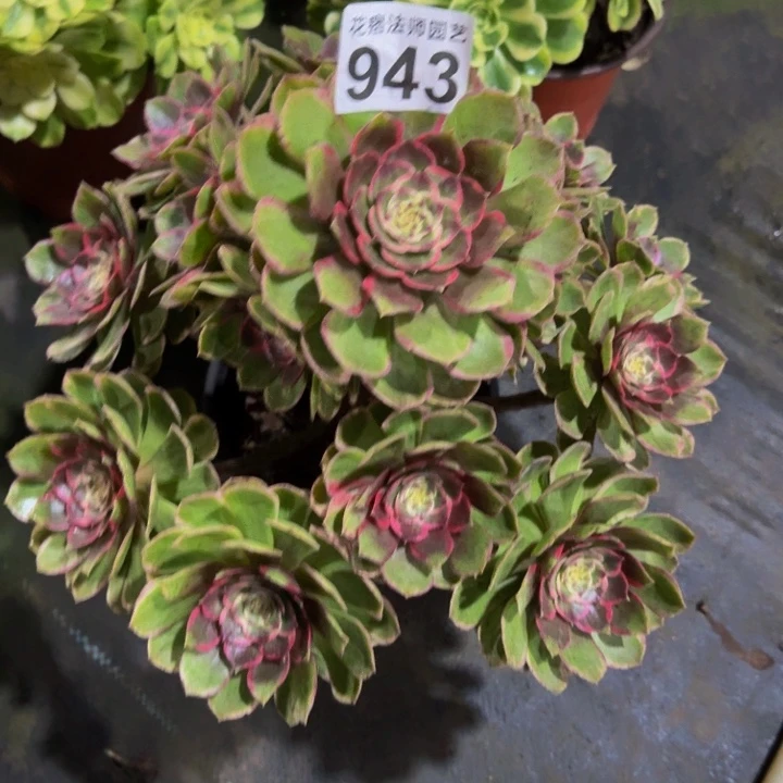 粉花妖9430000000