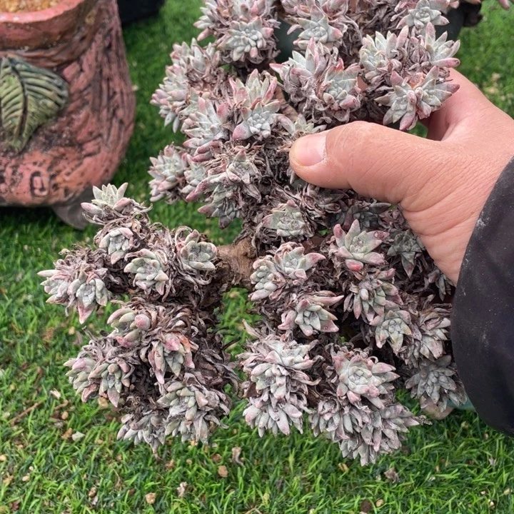 丸叶白菊100头左右粗桩