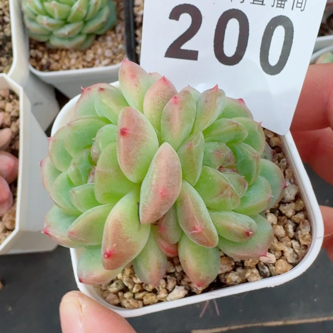 零***一宽叶珍妮            精美多肉植物